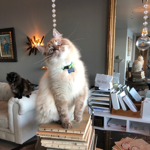 Meet your Posher, Joyce - Picture 11 of 12